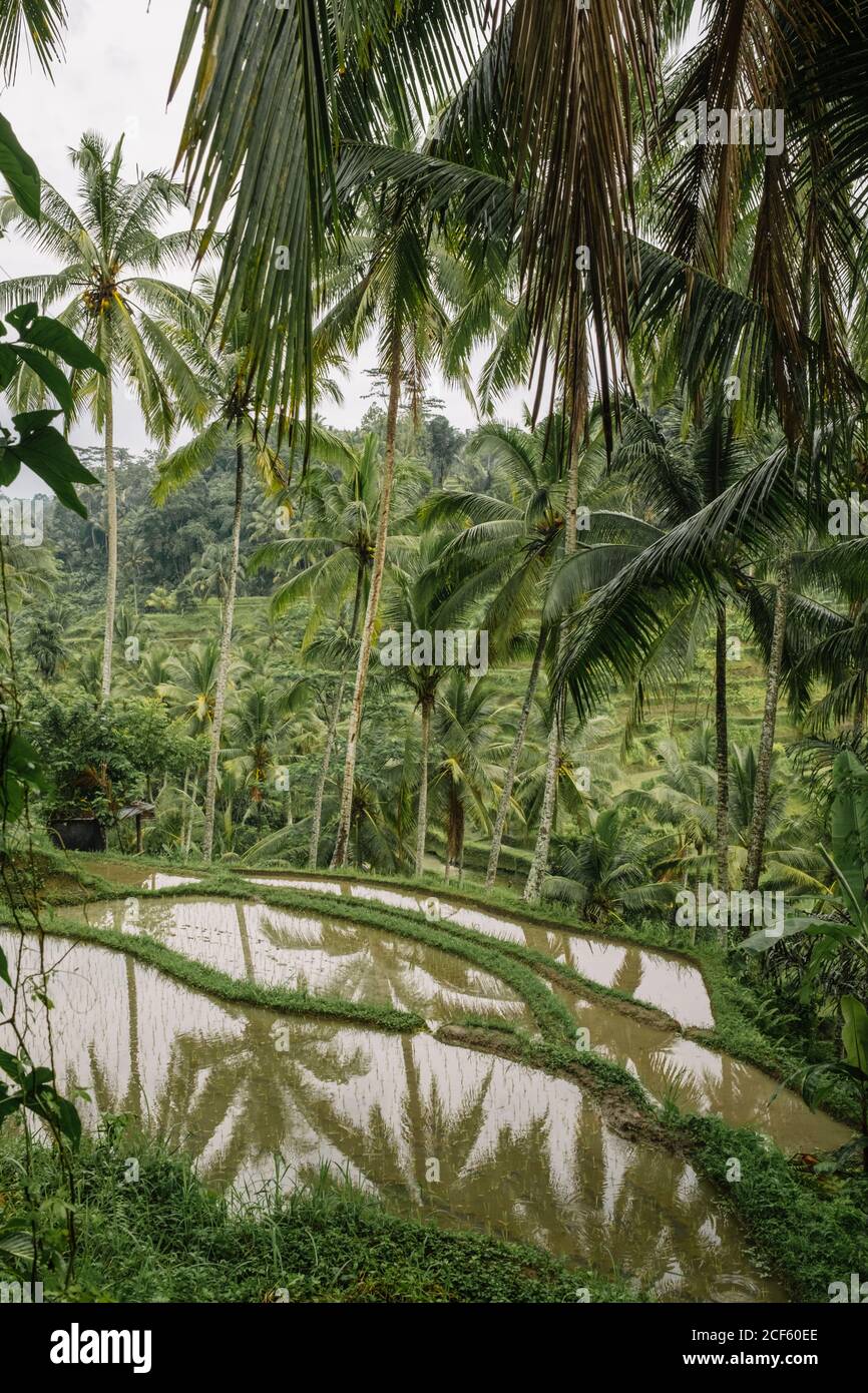 Magnifique paysage de rizières en terrasses dans un climat humide sur couvert Journée à Bali Banque D'Images