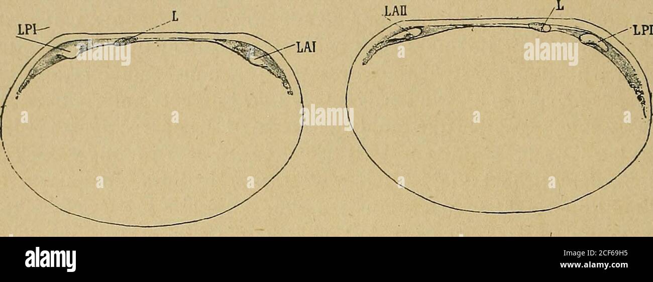 . Bulletin de la SOCIété de France. ¨'s grand nombre dans les coquiles rapportées dans lalcool parlexpedition du Cap Horn ; dans le premier, les bâtiments ont été étrouvéés dans des sables dune autre locale, mais labondancedes materaux ma permis de suifier le développement de la langue. Dans ces deux cas, la dissoconque embryonnaire est alongée,avec une charniÃ¨re rectiligne, sans sommets voiliers. Le plateaucardinal, peu dé développement, porte encore un ligament interné, oblique-ment dirigé en arrière¨re, un peu re du bord posteur. Assezloin de ce ligament c Banque D'Images