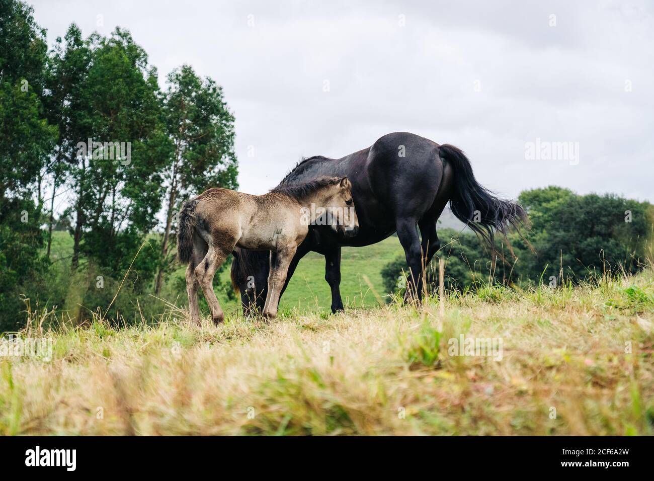 Vue latérale d'un grand cheval noir élégant avec pâturage poulain et des queues balançeuses sur la prairie en forêt Banque D'Images