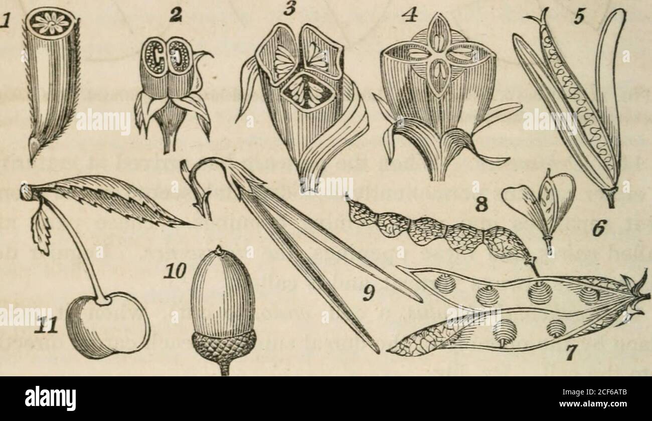 . Un livre de classe de botanique, conçu pour les collèges, les académies, et d'autres séminaires ... Illustré par une flore des États du nord, du milieu et de l'ouest, en particulier des États-Unis au nord du Capitole, lat. 38 3/4. placer à une ou deux sutures, dans un fruit avec un simple carpel. Ex. Pois 5. Une déliiscence in-égulaire, appelée cirscisile {cirscindo,à couper autour), se produit dans le plantain, le verveine, le henbane, et c., où le sommet du péricarpe tombe comme un couvercle. (Fig. 18; 16.) 116. Les formes des péricaïi) sont extrêmement diversifiées, et ont beenétudié par les botanistes avec grand attenti Banque D'Images