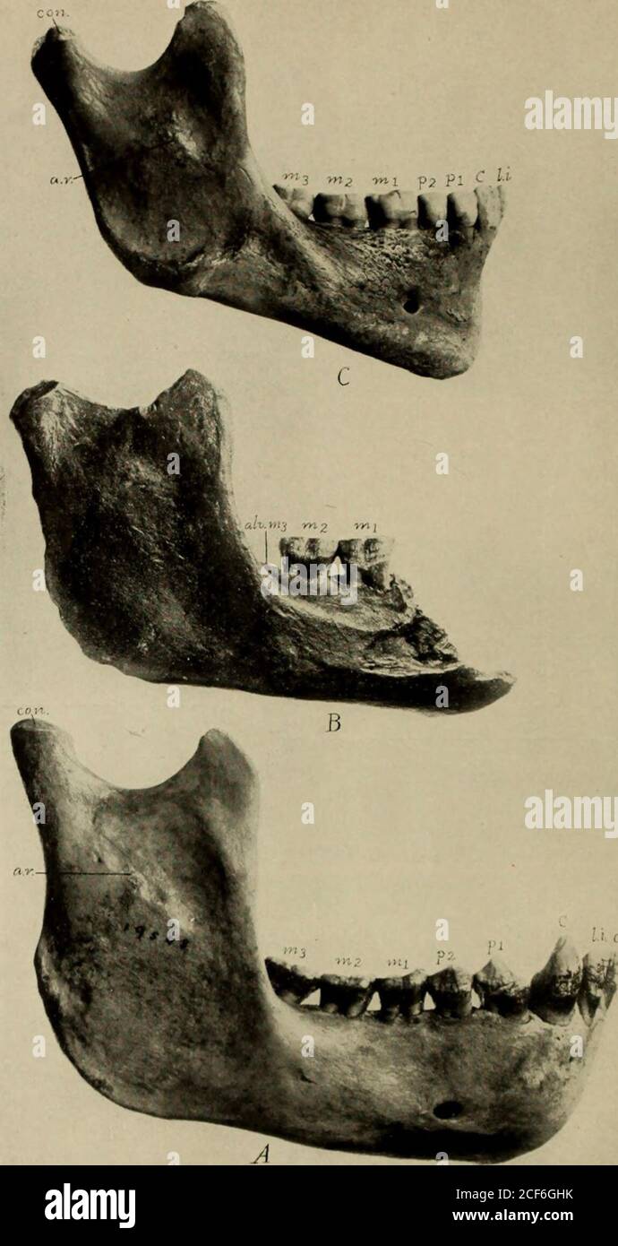 . Guide. Figure 12. Dents de la joue inférieure gauche de l'anthropoïde fossile Dryopithecus.—recueilli par Barnum Brown, chef de l'expédition du Musée américain vers les Siwaliks, Inde. 4, Dryopithecus frickae, Miocène, Inde. X ??:? H, Dryopithecuscautleyi, Miocène, Inde. X %. Après Gregory et Ilellman. 19. I ,. 13 le Pillackel lowci ia« [B) d'un casting dans la Collection Williams, a comparé »-avec les iaws ol a Female orang-utan (.4) et d'un mai ro moderne (( i externa) vues, trois-quarts ol le site naturel, bbreviations: alt, mt, socket pour troisième molaiascendant ramus; r. canine; c.„ centr Banque D'Images