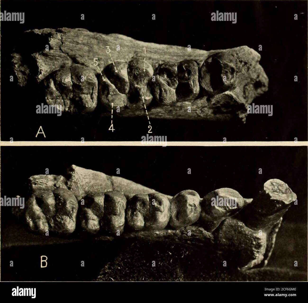 . Guide. J Fig. 11. Molaires inférieures de la mâchoire de Pilauch, Mich porté mais montrant le modèle de Dryopithecus pur.—A, le premier spécimen. B, le deuxième spécimen. Les photographies, du professeur J. H. McGregor, sont inversées pour faciliter la comparaison avec la figure 12. Figure 12. Dents de la joue inférieure gauche de l'anthropoïde fossile Dryopithecus.—recueilli par Barnum Brown, chef de l'expédition du Musée américain vers les Siwaliks, Inde. 4, Dryopithecus frickae, Miocène, Inde. X ??:? H, Dryopithecuscautleyi, Miocène, Inde. X %. Après Gregory et Ilellman. 19 Banque D'Images