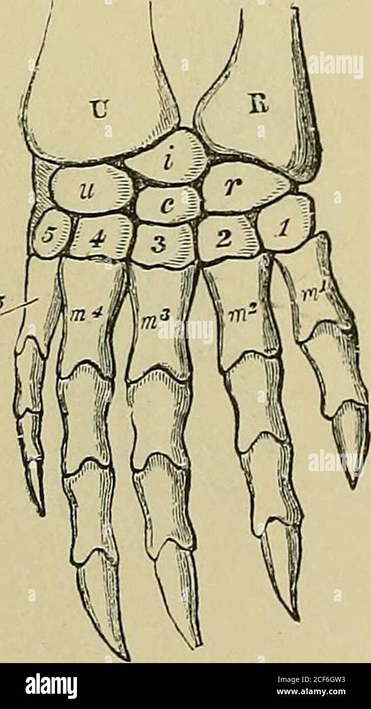 . Les éléments de l'anatomie de Quain. L'ilium vers l'intérieur, conformément à la rotation Avhich a lieu au cours du développement dans la partie libre du membre. La face primitive de la face vertébrale des scapulabecomes est la fosse précapsulaire ou supraspineuse, alors que dans l'ilium, la surface correspondante est le sacral, qui, étant relié à la colonne vertébrale, subit mais peu de changement d'inposition. La fosse postscapulaire ou infraspineuse de la scapula est donc représentée par la fosse iliaque de l'ilium, et la fosse subcapsulaire par la surface glutéale. (Voir le tableau des pièces homologues Banque D'Images