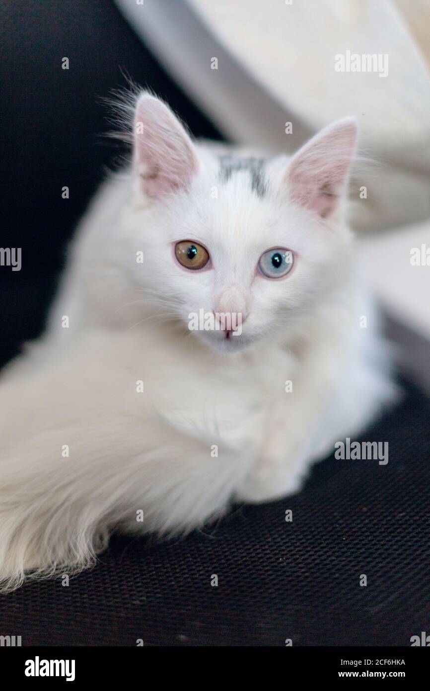 Chat domestique persan blanc aux yeux bleus Banque de photographies et d’images à haute