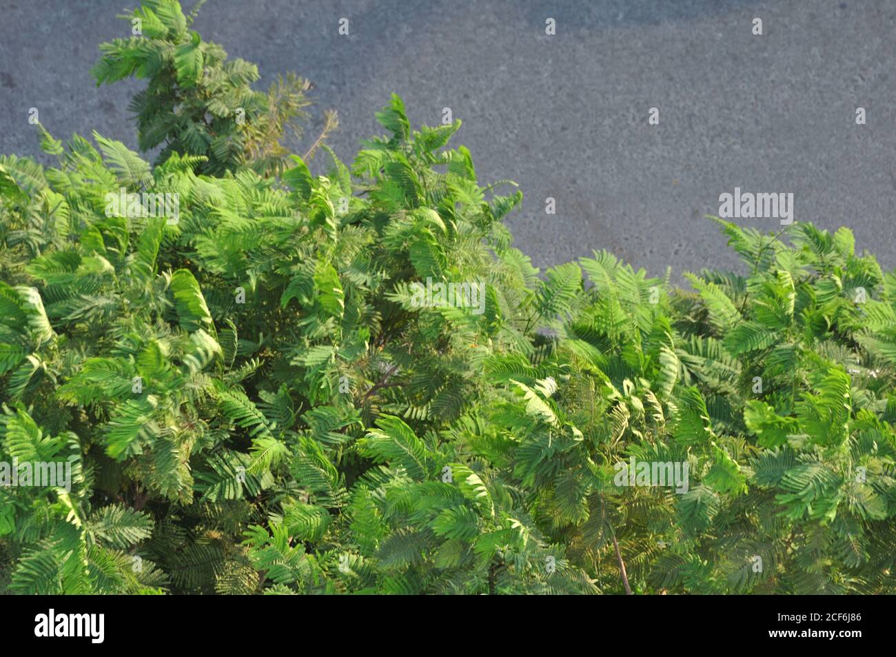 Jungle urbaine sur fond de béton. Arbres aux couleurs venteuses, feuillues, émeraude et vert olive. La nature contre l'homme. Banque D'Images