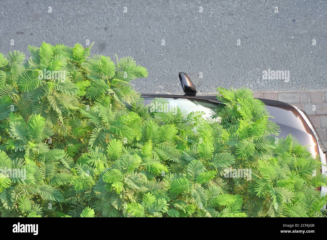 Arbre de jungle en béton urbain. Voiture garée sous un arbre vert olive et émeraude. La nature contre l'homme. Banque D'Images