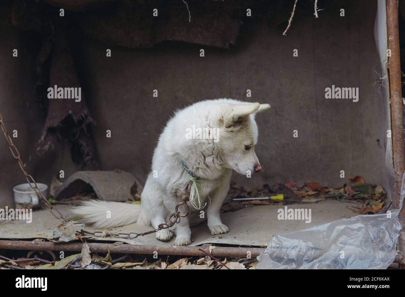 Chien de garde blanc attaché par une chaîne de fer à l'extérieur Banque D'Images