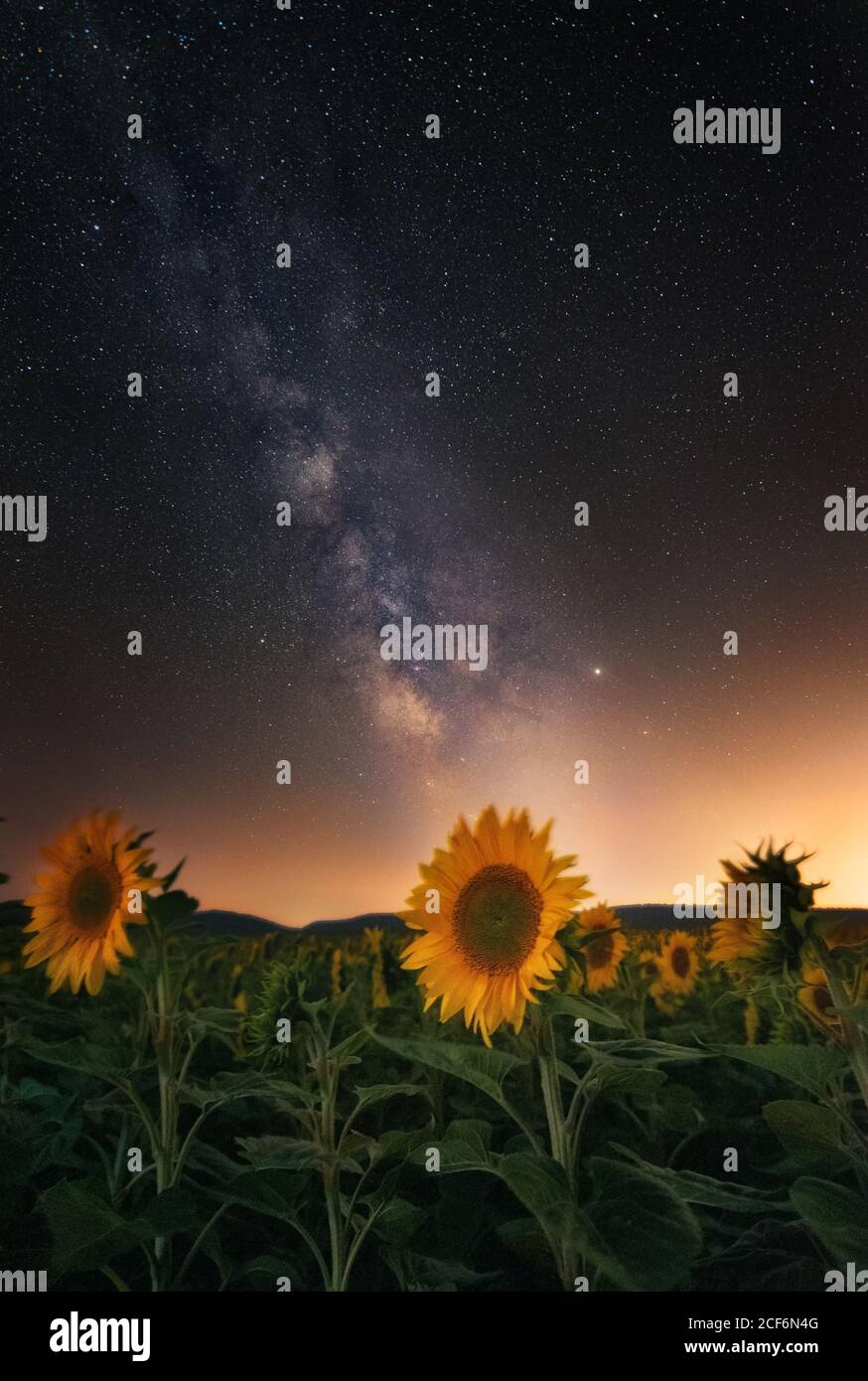 Mûrissement du champ de tournesol sous des étoiles brillantes sur le ciel la nuit Banque D'Images