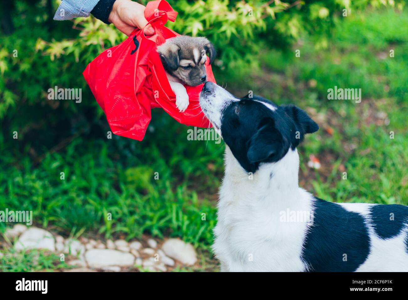 Une mère adulte de grand chien regarde une adoption ery chiot Banque D'Images