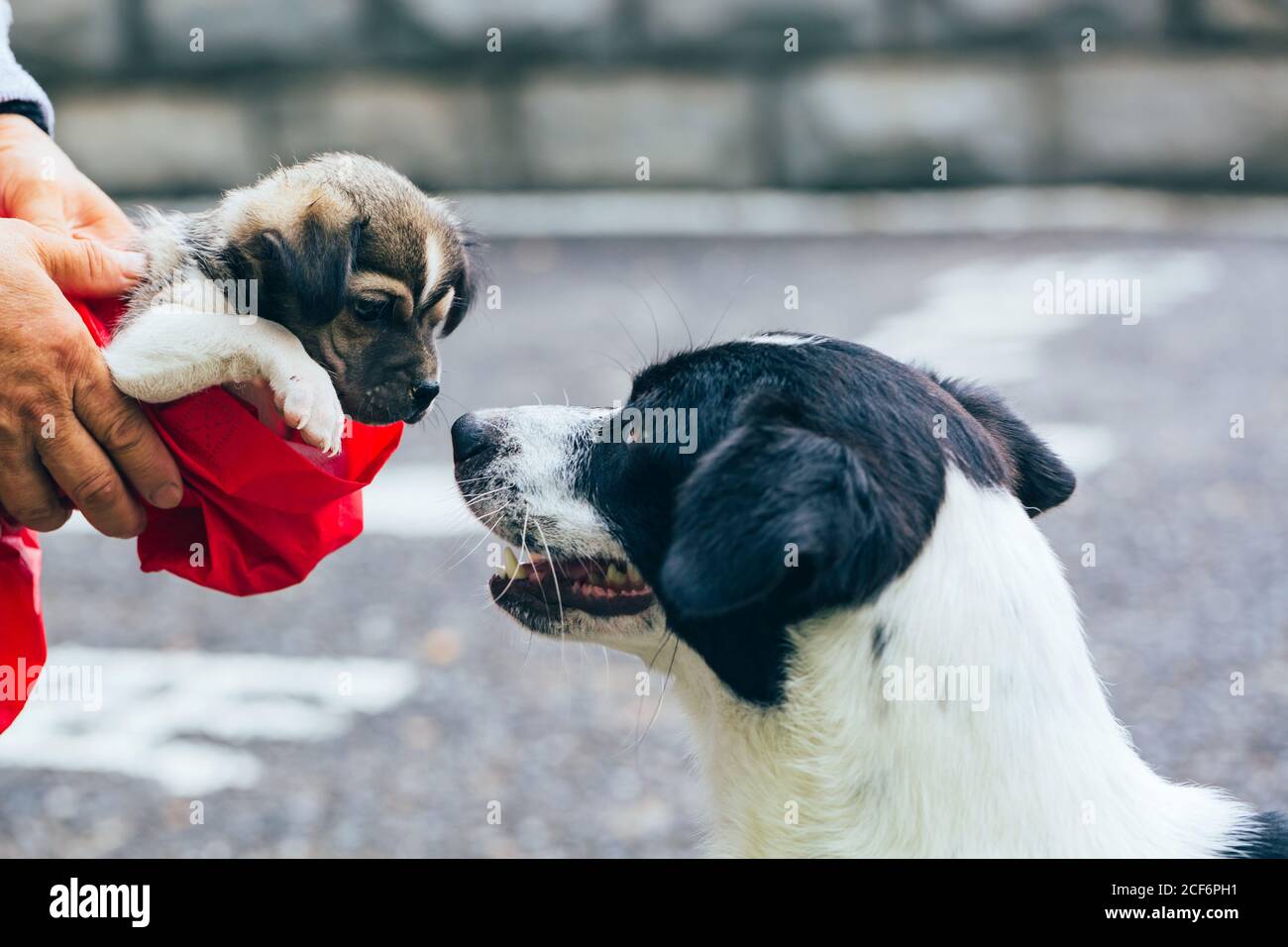 Une mère adulte de grand chien regarde une adoption ery chiot Banque D'Images