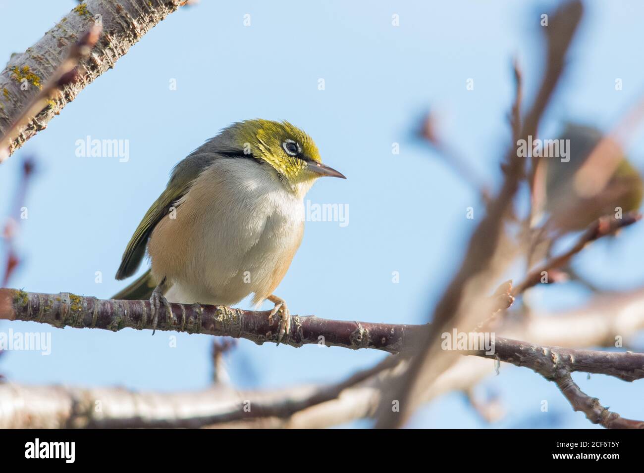 Silvereye en cerisier Banque D'Images