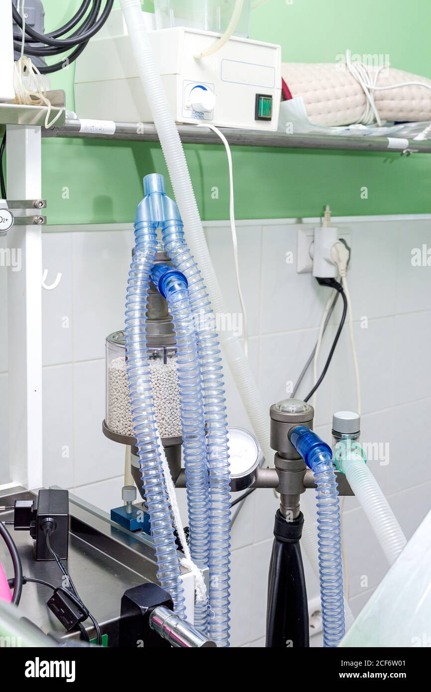 Construction de tubes en plastique et d'outils pour le traitement d'animaux dans salle d'opération de la clinique vétérinaire Banque D'Images