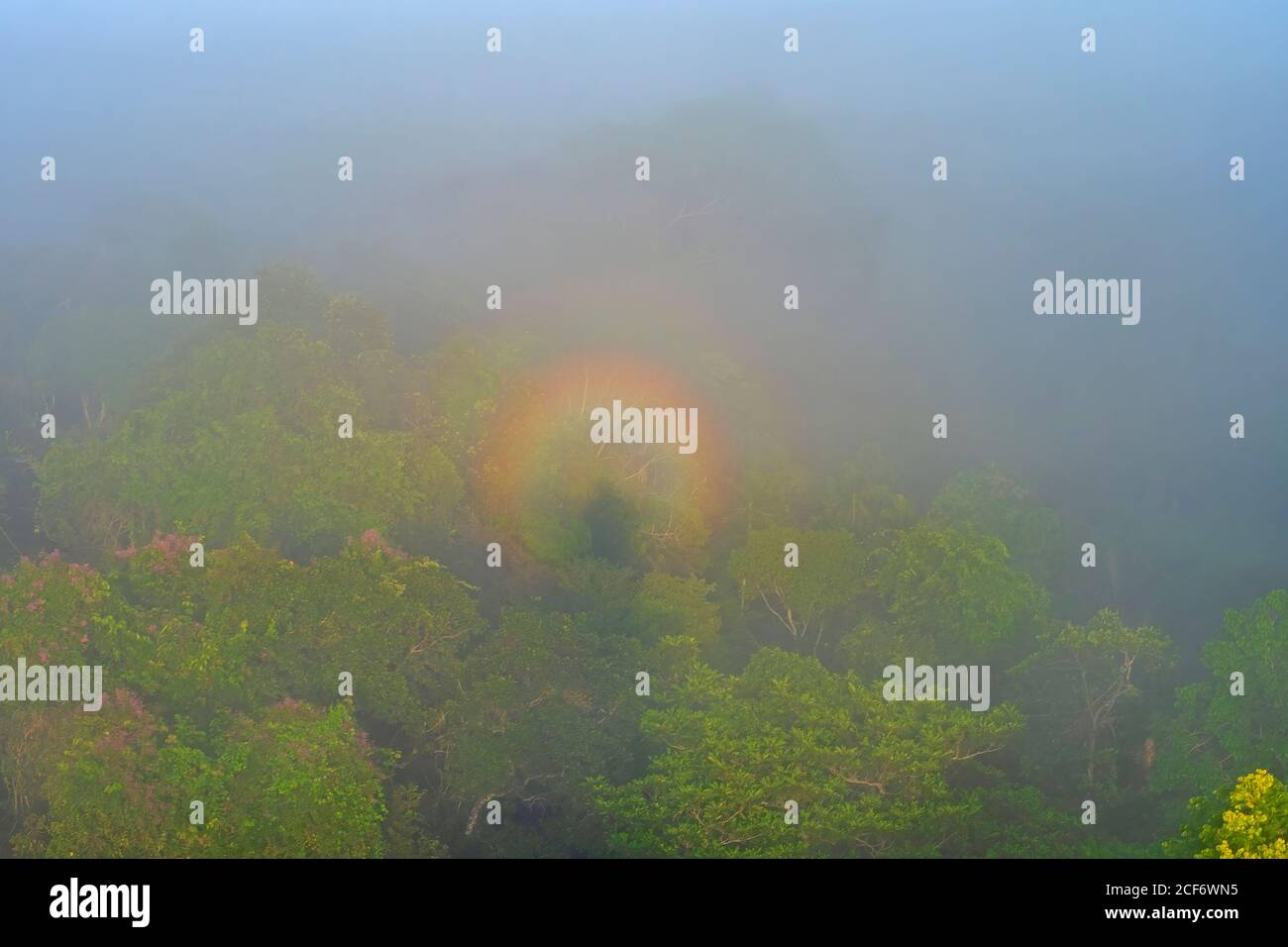 Arc-en-ciel circulaire dans la brume de la forêt tropicale en début de matinée près d'Alta Floresta, Brésil Banque D'Images