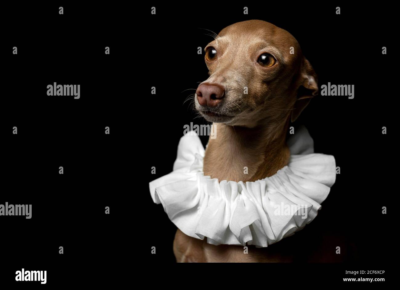 Disguised Dog Banque D Image Et Photos Alamy
