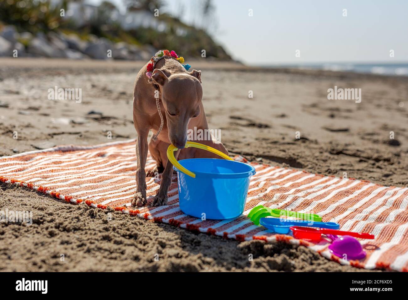 Chien joueur essayant de prendre le jouet du tapis sur le sable plage au soleil Banque D'Images