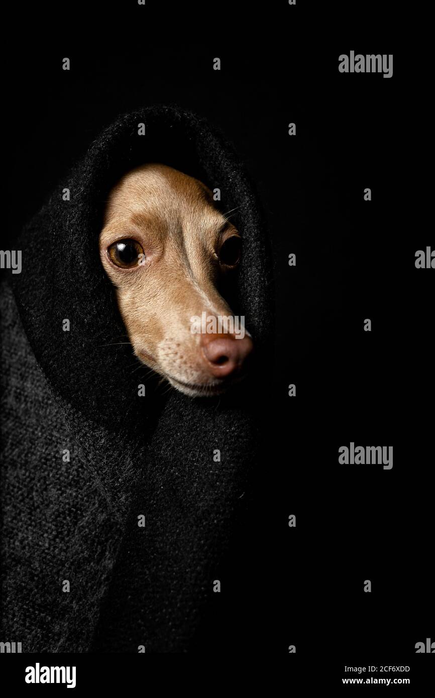 Humour Italien Banque D Image Et Photos Alamy