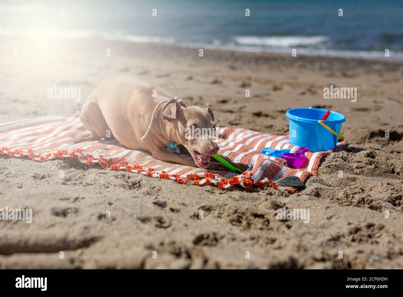 Chien joueur piquant jouet sur plage de sable à la lumière du soleil Banque D'Images