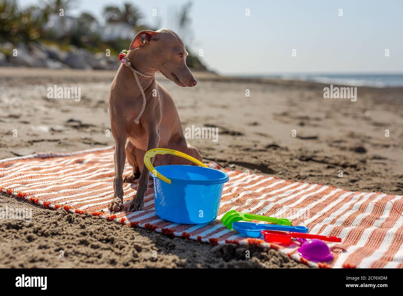 Chien joueur essayant de prendre le jouet du tapis sur le sable plage au soleil Banque D'Images