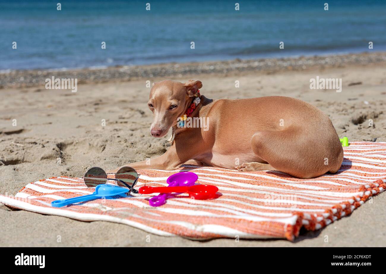 Chien joueur avec des jouets sur une plage de sable en plein soleil Banque D'Images