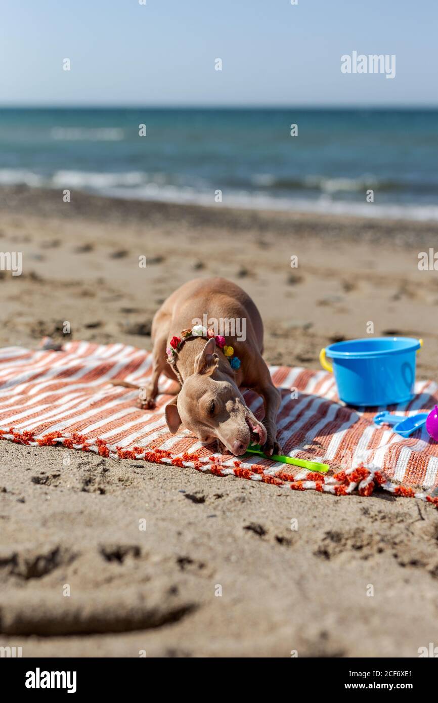 Chien joueur piquant jouet sur plage de sable à la lumière du soleil Banque D'Images