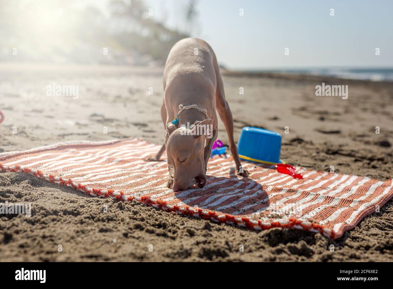 Chien joueur essayant de prendre le jouet du tapis sur le sable plage au soleil Banque D'Images