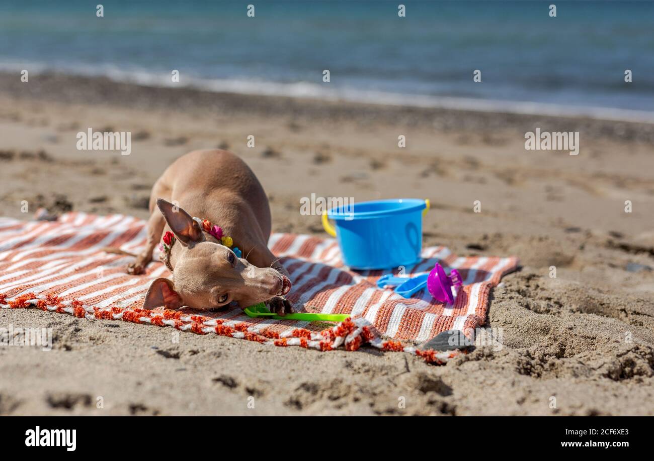 Chien joueur piquant jouet sur plage de sable à la lumière du soleil Banque D'Images