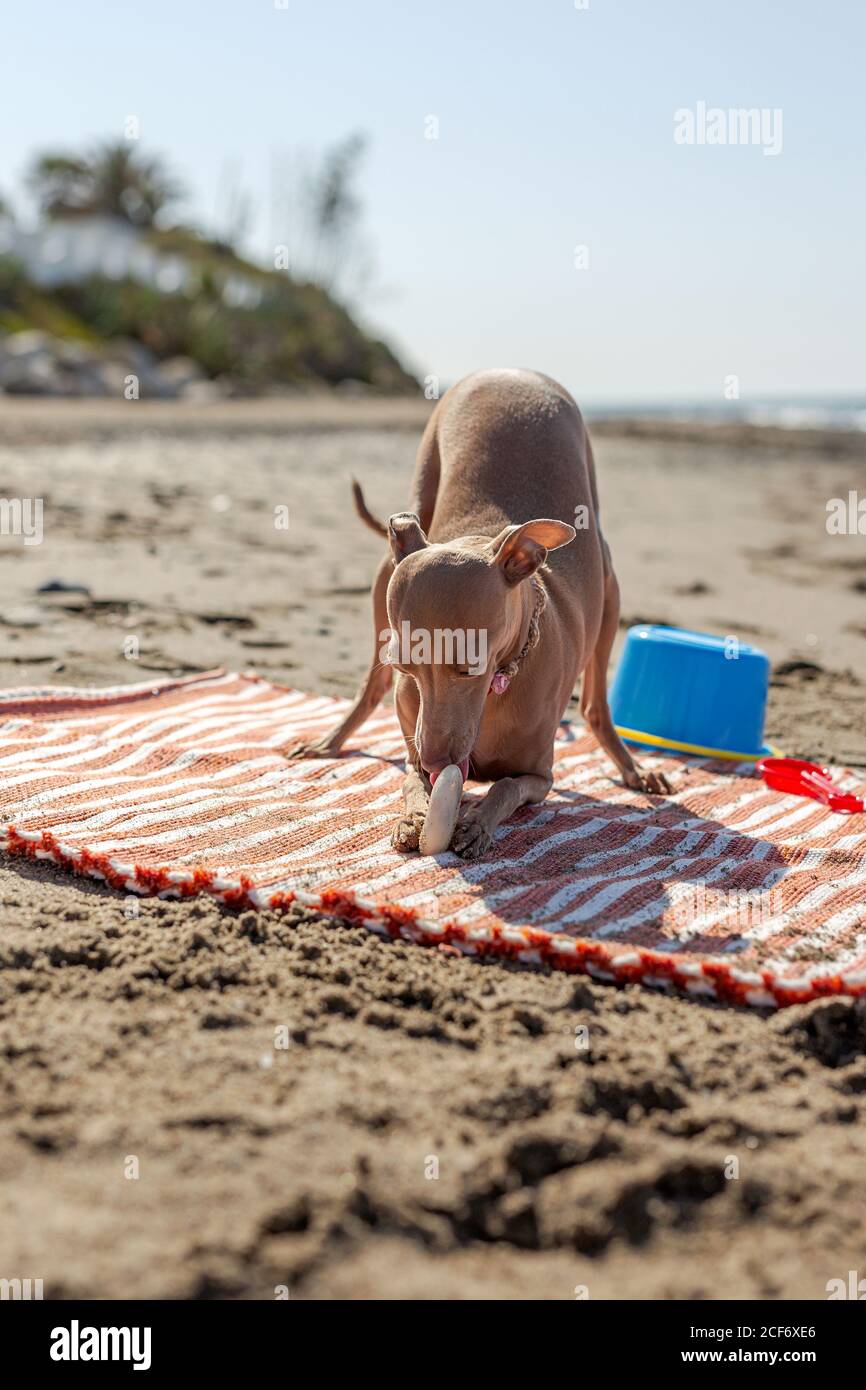 Chien joueur essayant de prendre le jouet du tapis sur le sable plage au soleil Banque D'Images