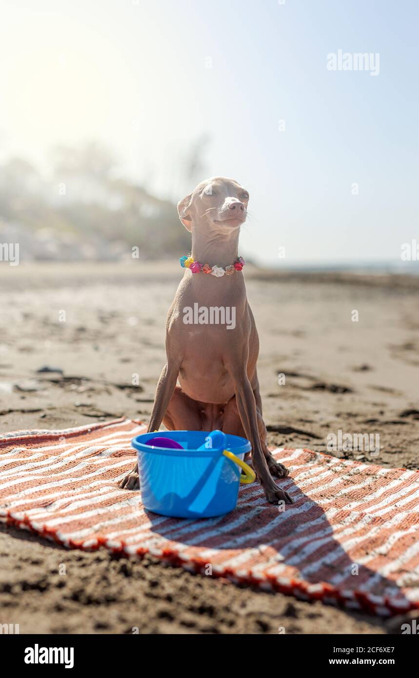 Chien joueur avec des jouets sur une plage de sable en plein soleil Banque D'Images
