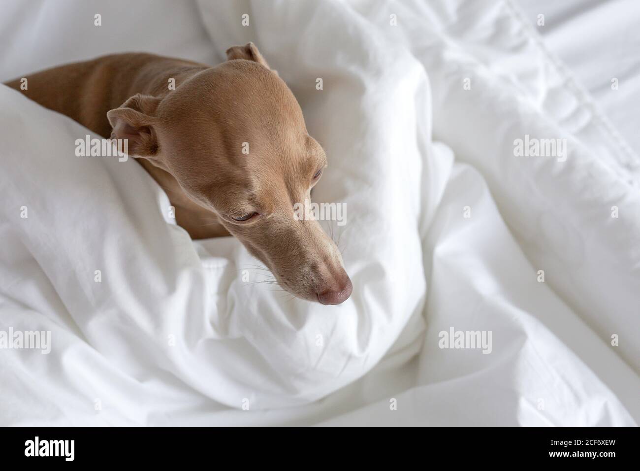 Un chien de couleur Isabela lévrier italien qui joue sur le lit humain Banque D'Images