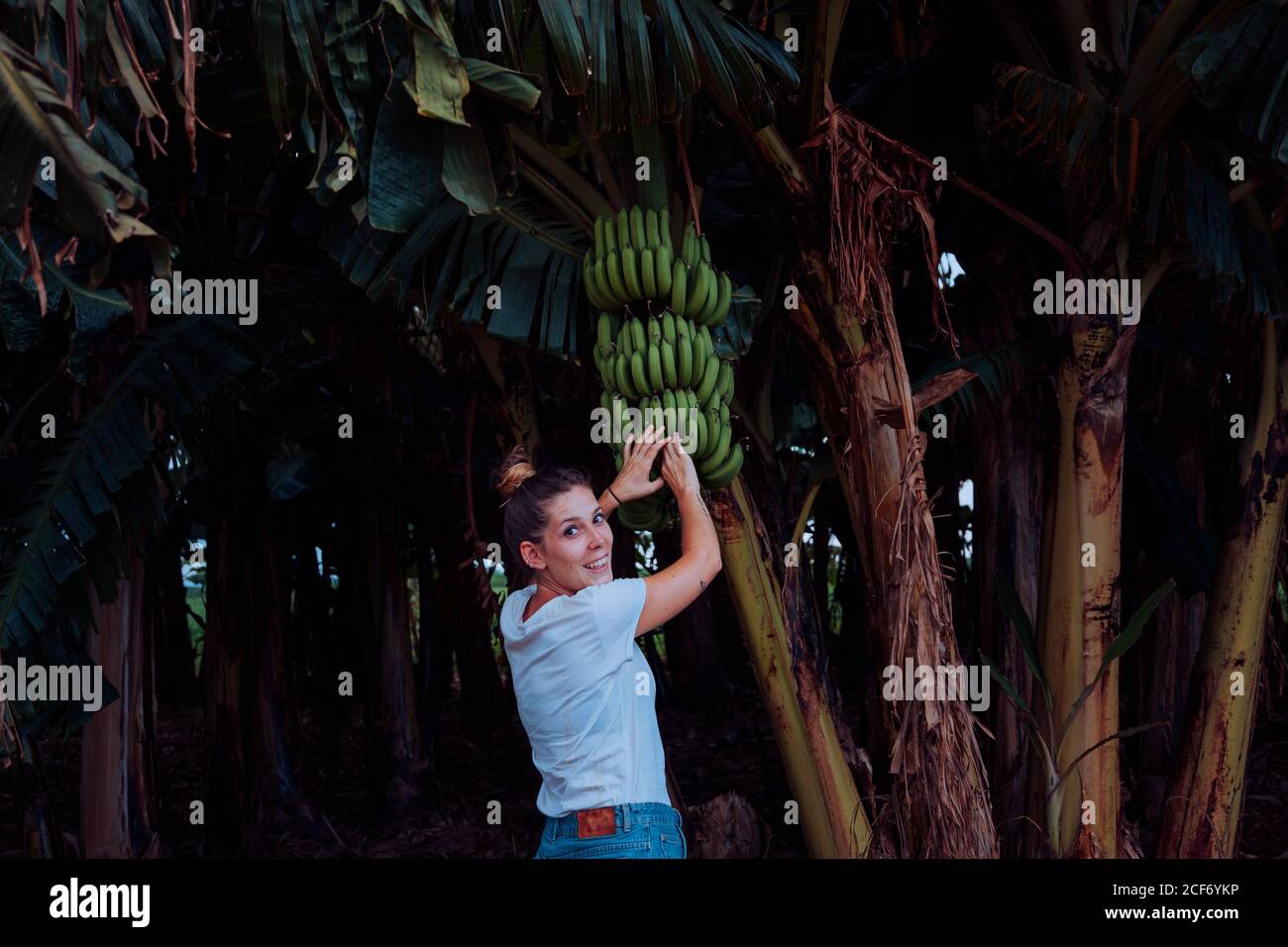 Vue arrière de la jeune femme satisfaite en vacances dans une tenue décontractée souriant et regardant la caméra tout en atteignant des bananes vertes sur l'arbre à Cuba Banque D'Images