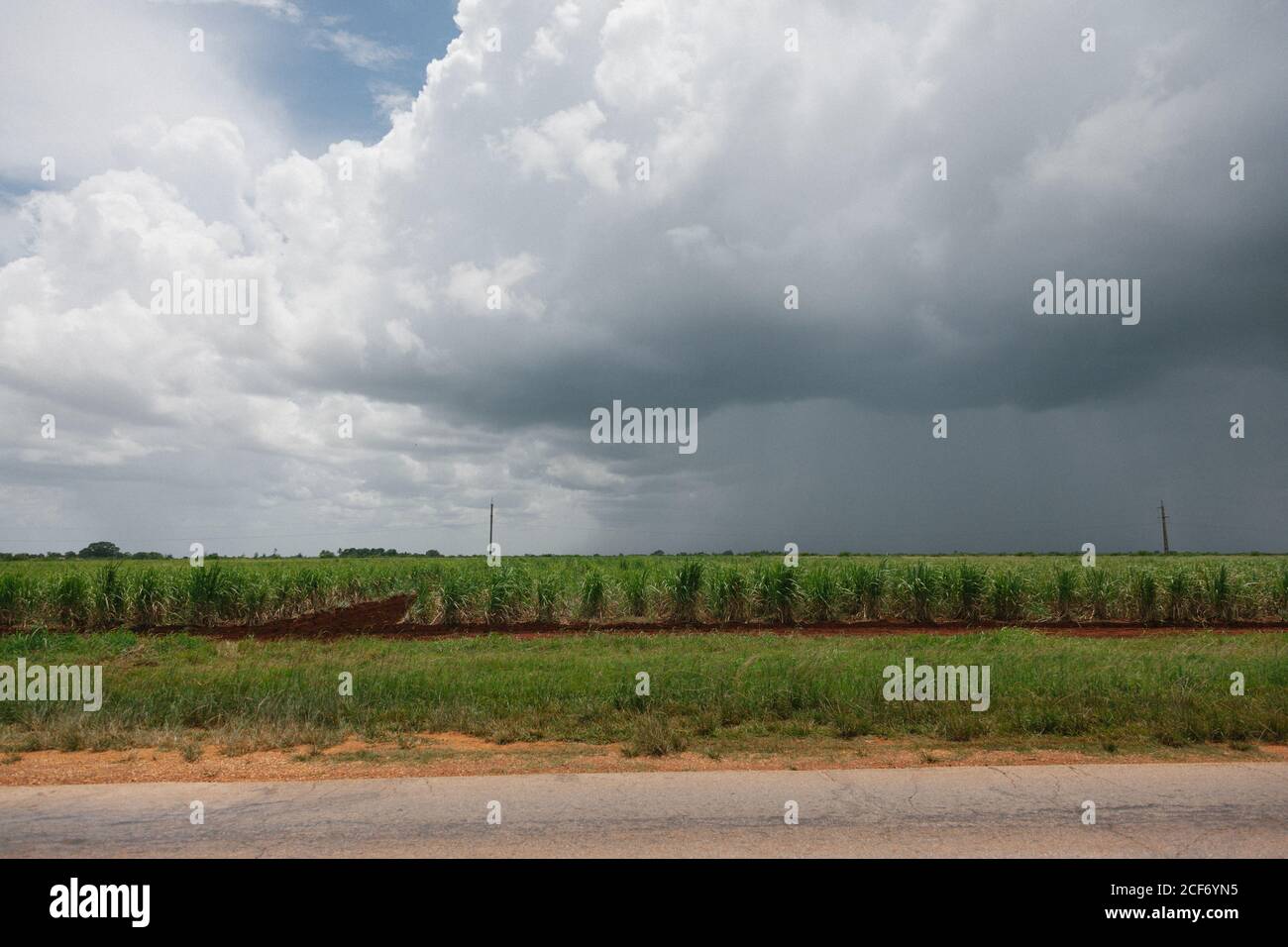 Champ vert avec des plantes cultivées près de la route asphaltée sous couvert de ciel nuageux Ciel gris à la campagne de Cuba Banque D'Images