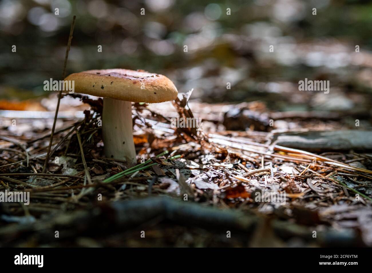 Un champignon brun et blanc pousse sur le plancher de la forêt, à partir de la saleté couverte de feuilles et d'aiguilles de pin. Banque D'Images