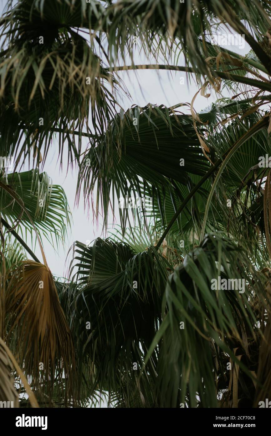 De dessous de feuilles exotiques vertes séchées de palmiers avec ciel gris nuageux sur fond Banque D'Images