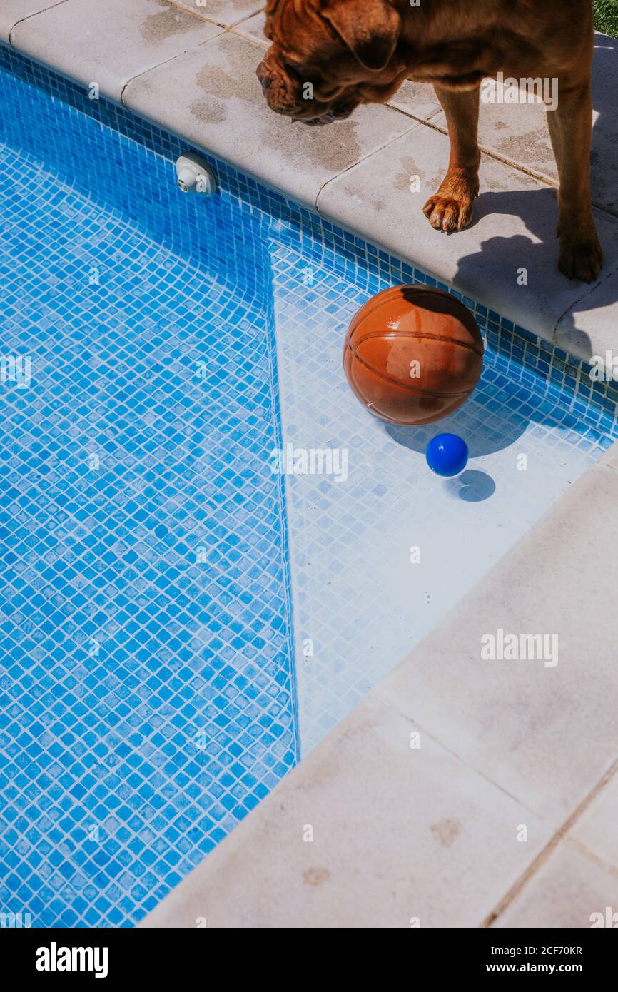 Du dessus du ballon de basket-ball dans le coin de la piscine et le chien  brun en bordure du sondage le jour ensoleillé Photo Stock - Alamy