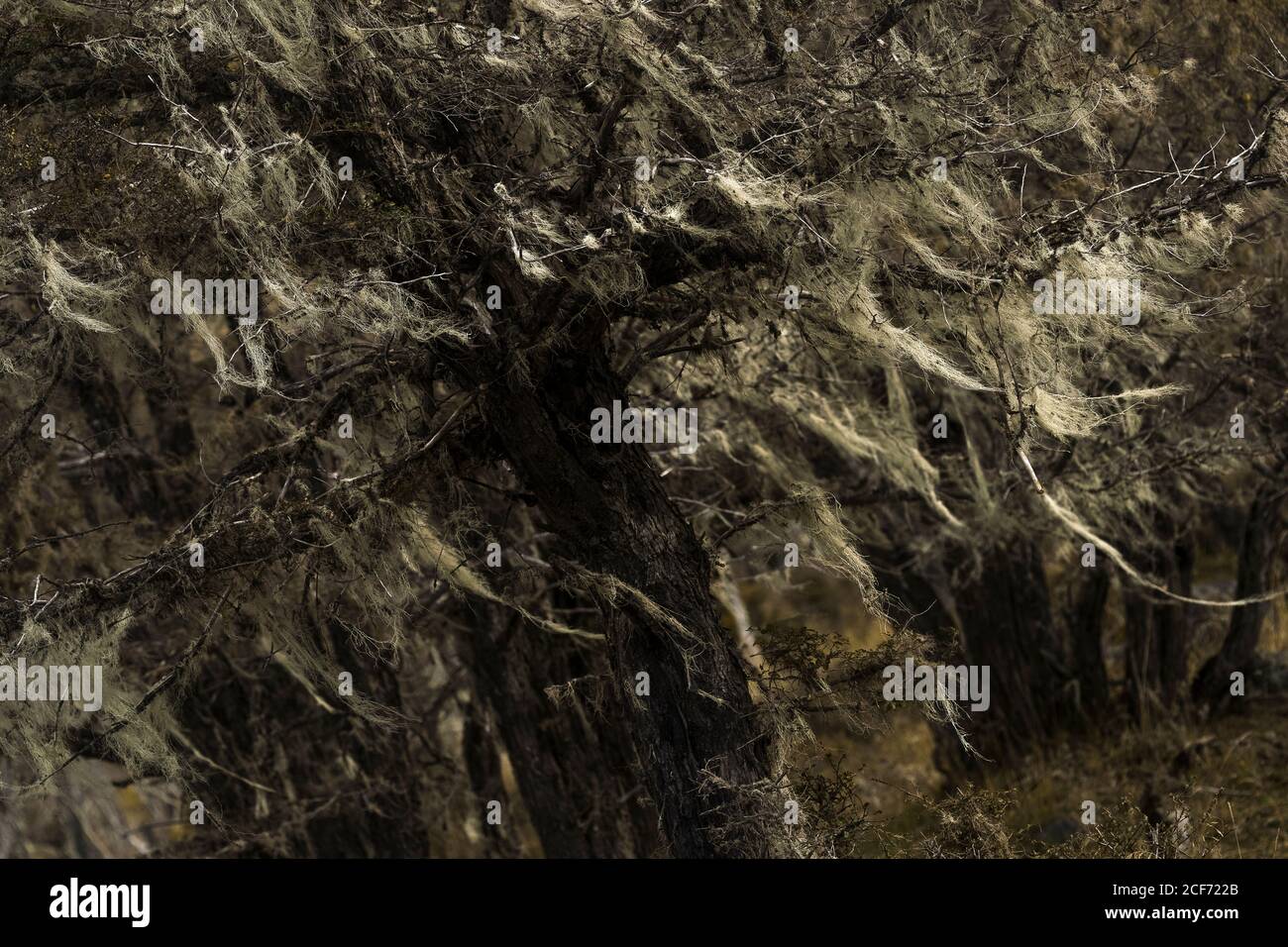 Texture abstraite de crevasses piquées dans les montagnes de Cerro Parc national de Castillo Banque D'Images