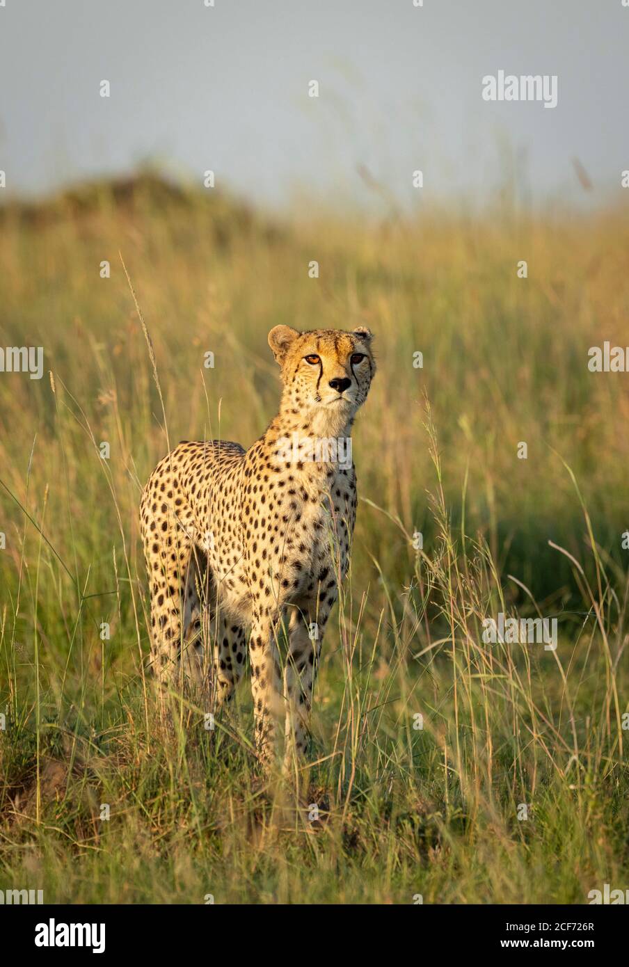 Belle guépard avec les yeux ambrés debout alerte à Masai Mara Au Kenya Banque D'Images