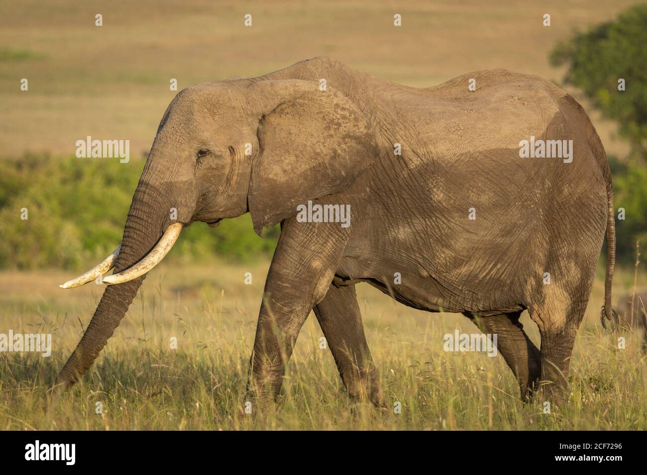 Femelle éléphant marchant dans les plaines herbeuses de Masai Mara in Lumière du soleil jaune au Kenya Banque D'Images