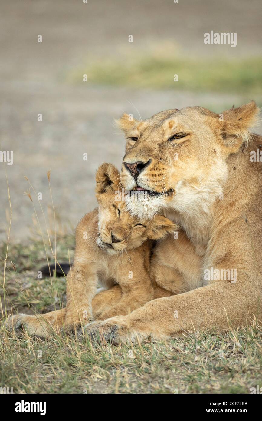 Amour De Lion Banque De Photographies Et D Images A Haute Resolution Alamy