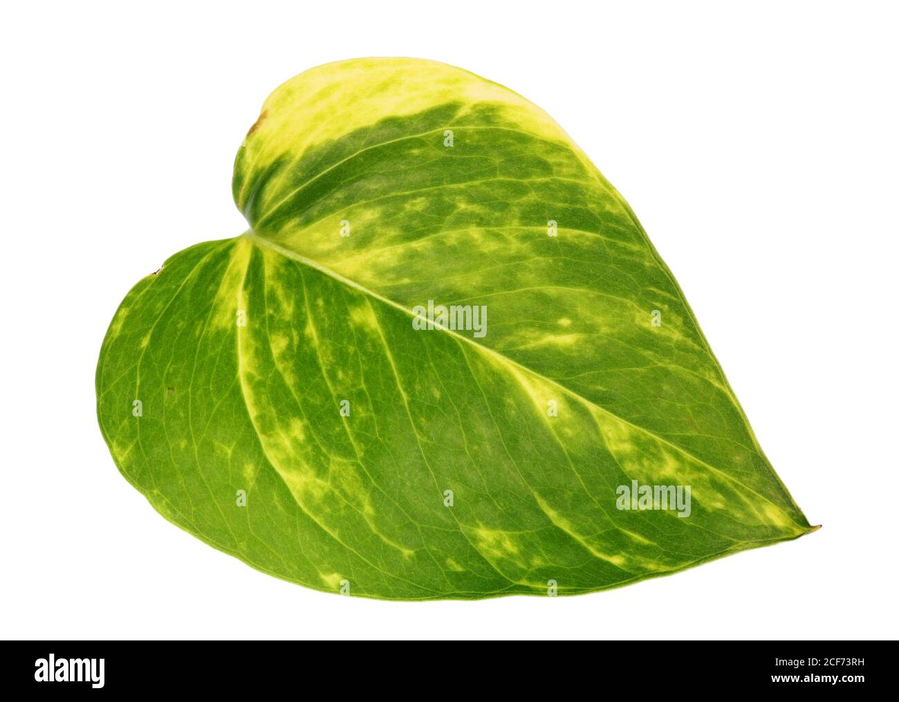 Feuille fraîche de liana Scindapsus, plante décorative intérieure. Macro isolée Banque D'Images