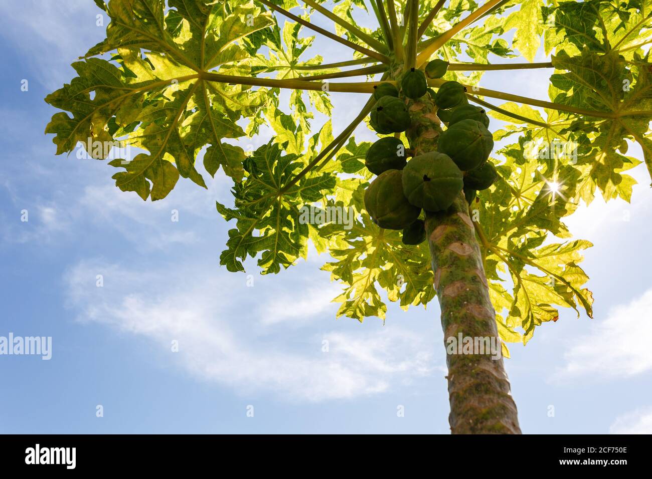 Le soleil se filtre à travers les feuilles vertes d'un petit bio papaye avec un bouquet de fruits non mûrs Banque D'Images