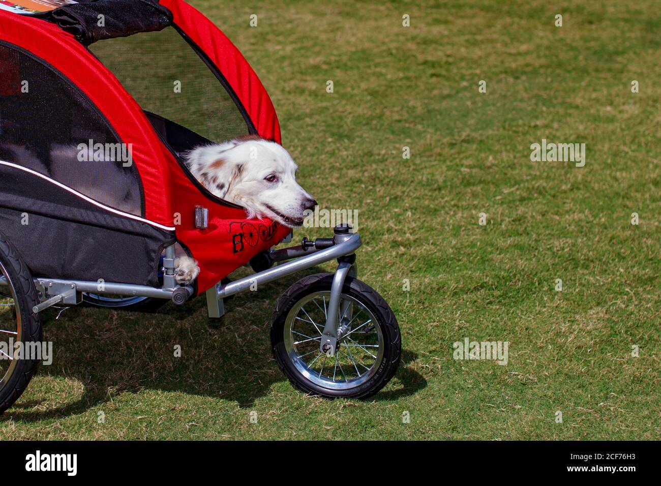 Chien dans le chariot pour une promenade. Banque D'Images