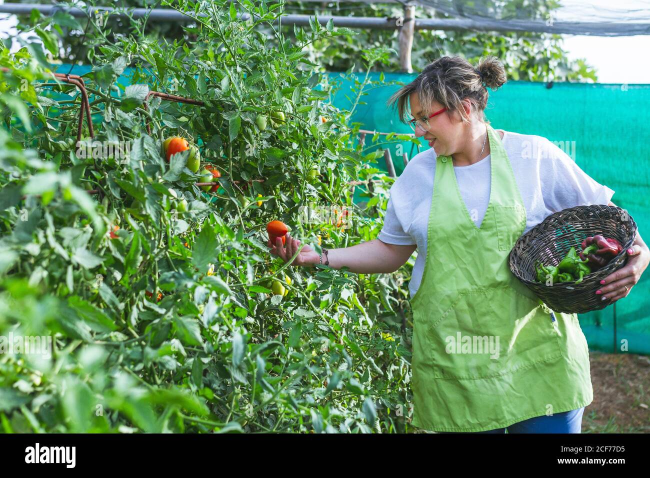 Vue latérale d'une femme heureuse dans un tablier vert cueillant des tomates des buissons luxuriants au panier en osier plein de poivrons dans le jardin Banque D'Images