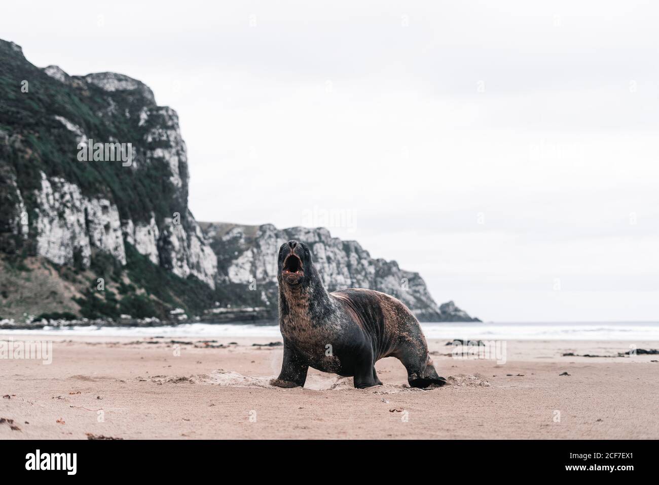 Grand phoque hurlant sur la côte rocheuse à Purakuunui, Nouvelle-Zélande, par temps nuageux Banque D'Images