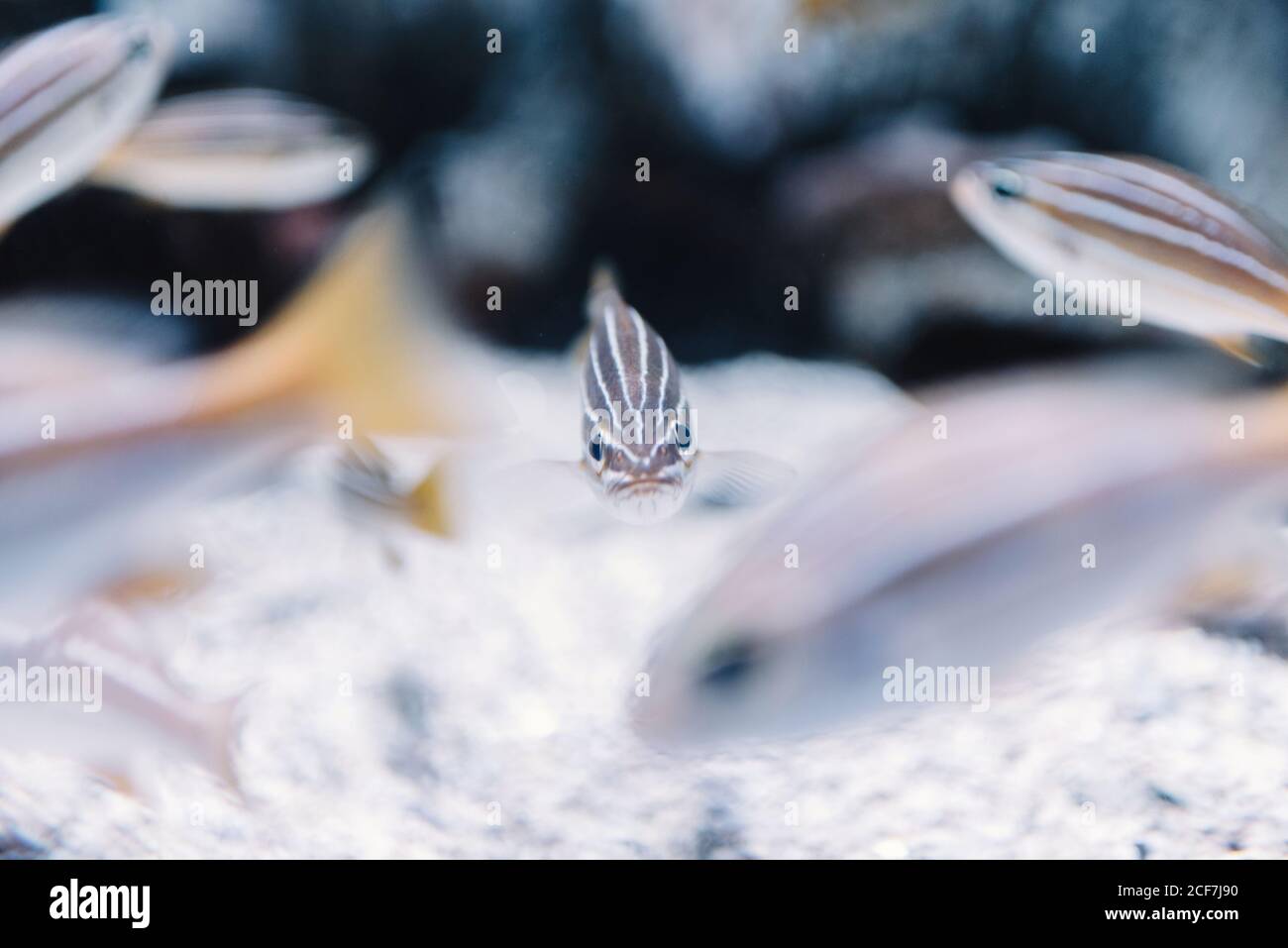 Petits poissons rayés avec queues d'orange sous l'eau claire arrière-plan flou Banque D'Images