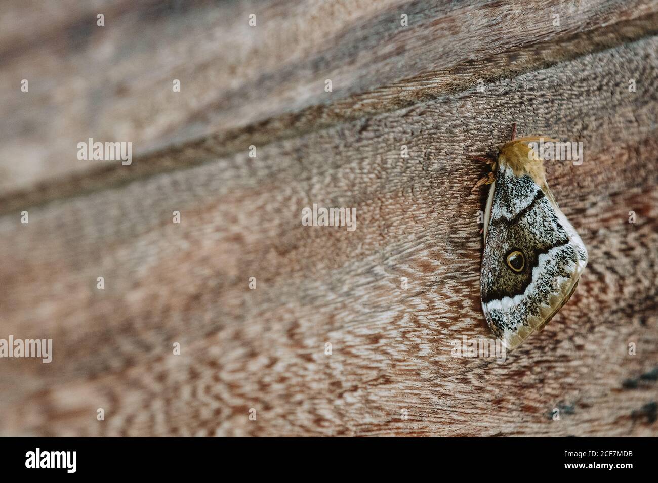 Papillon gros plan avec ailes à motifs gris sur une surface en bois Banque D'Images