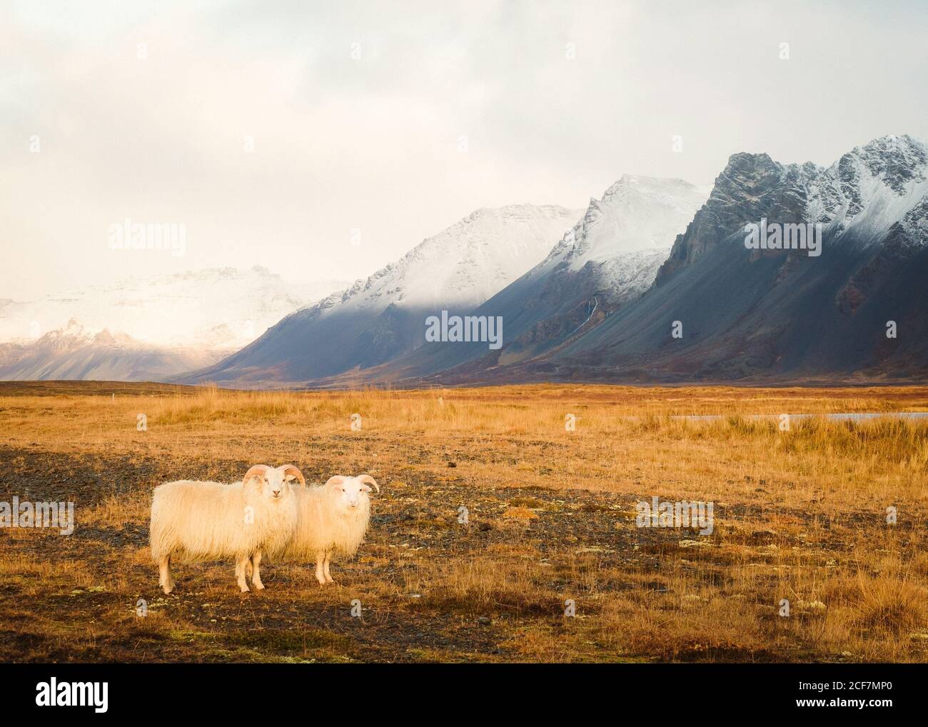 Moutons sauvages pasteurs entre prairie sèche près de hautes collines dans Islande Banque D'Images