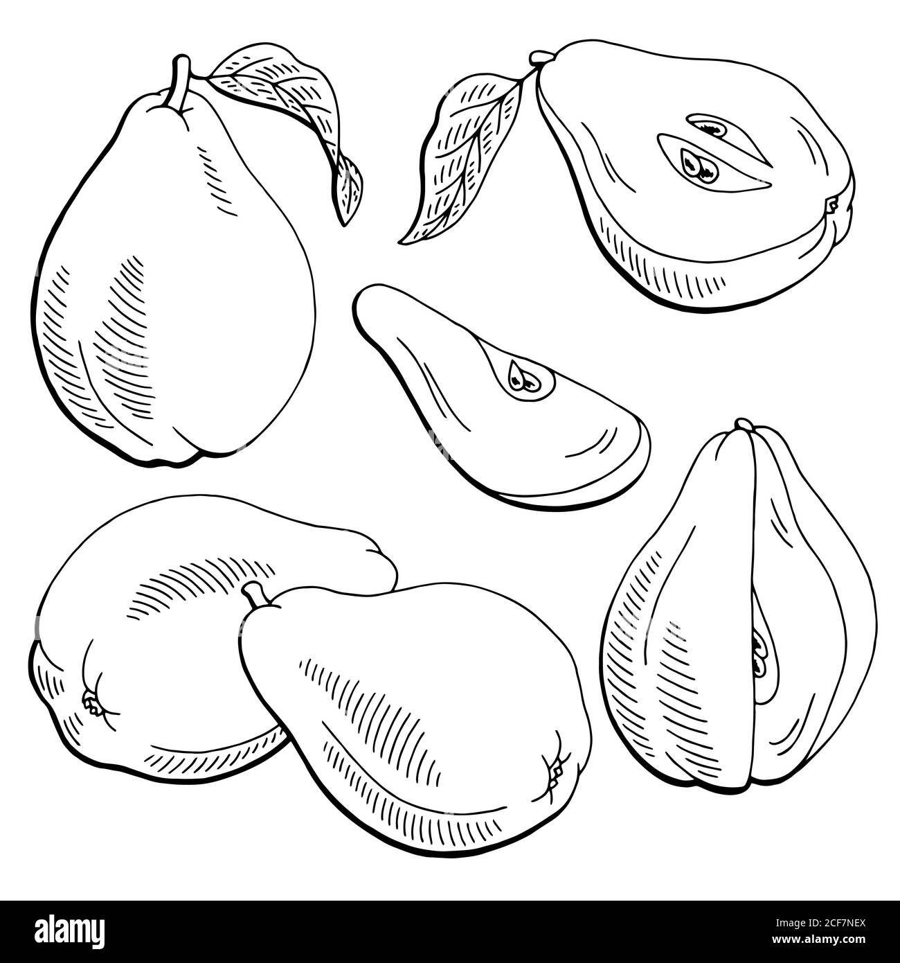 Quince fruit graphique noir blanc isolé esquisse vecteur d'illustration Illustration de Vecteur