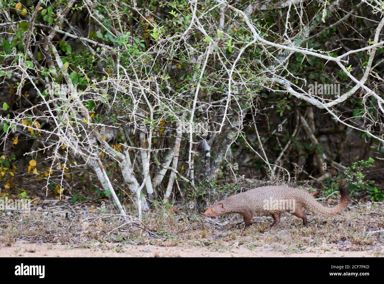 Ruddy Mongoose - Herpestes smithii - civettes carnivore des busseaux et forêts du Sri Lanka, Sri Lanka. Banque D'Images
