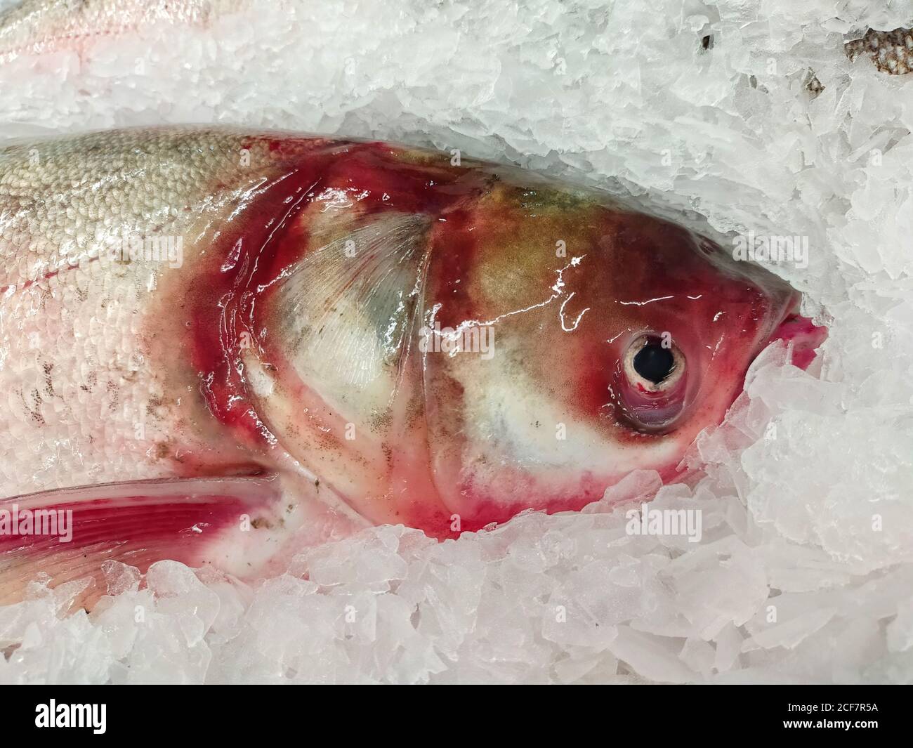 Un poisson sur glace dans un supermarché. Banque D'Images
