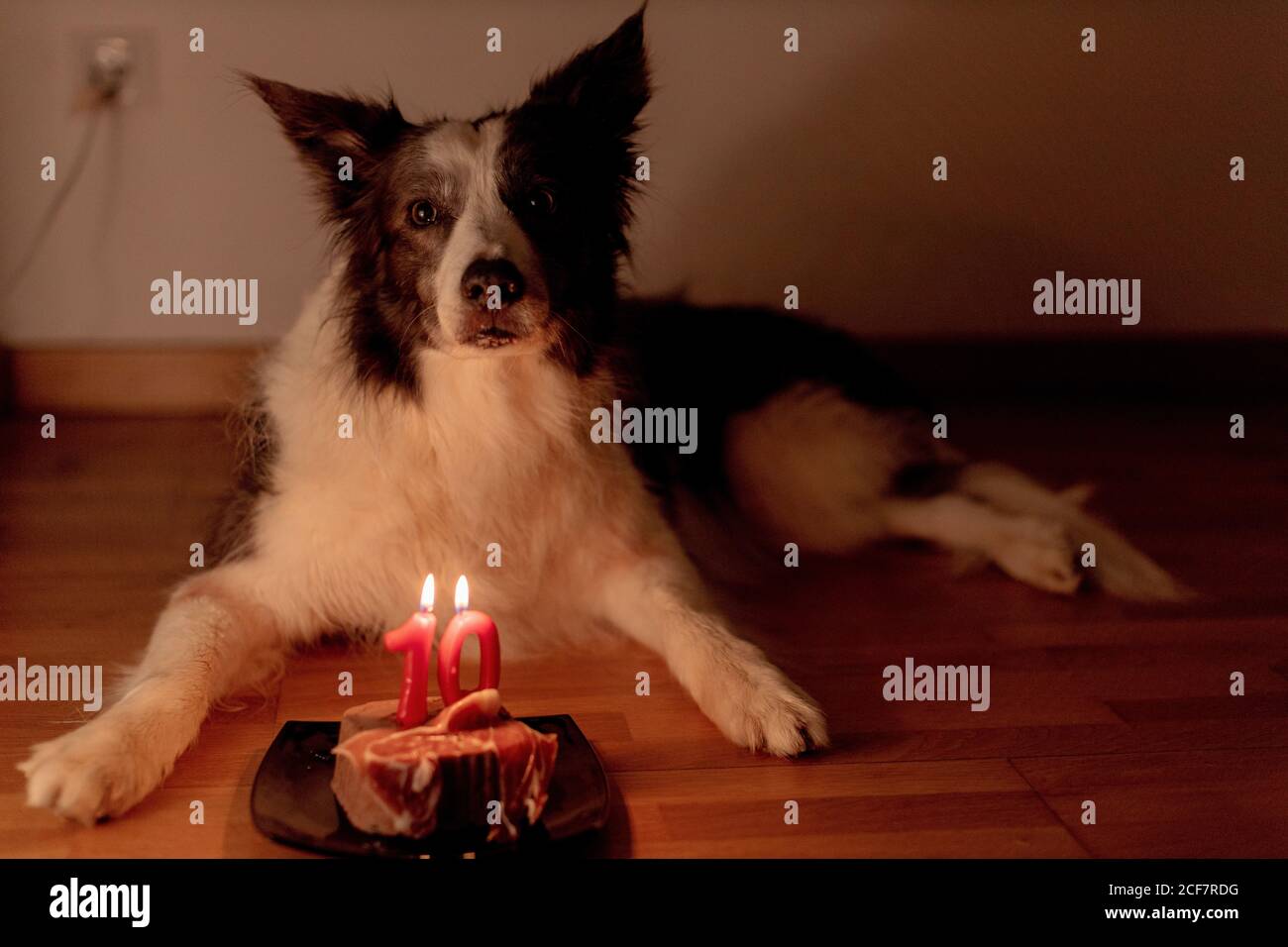 Party Animal Border Collie Dog Banque D Image Et Photos Alamy Party Animal Border Collie Dog Banque D Image Et Photos Alamy